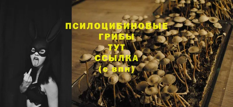 KRAKEN зеркало  Мичуринск  Галлюциногенные грибы Magic Shrooms 